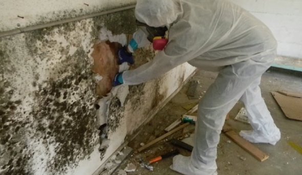 mould remediation